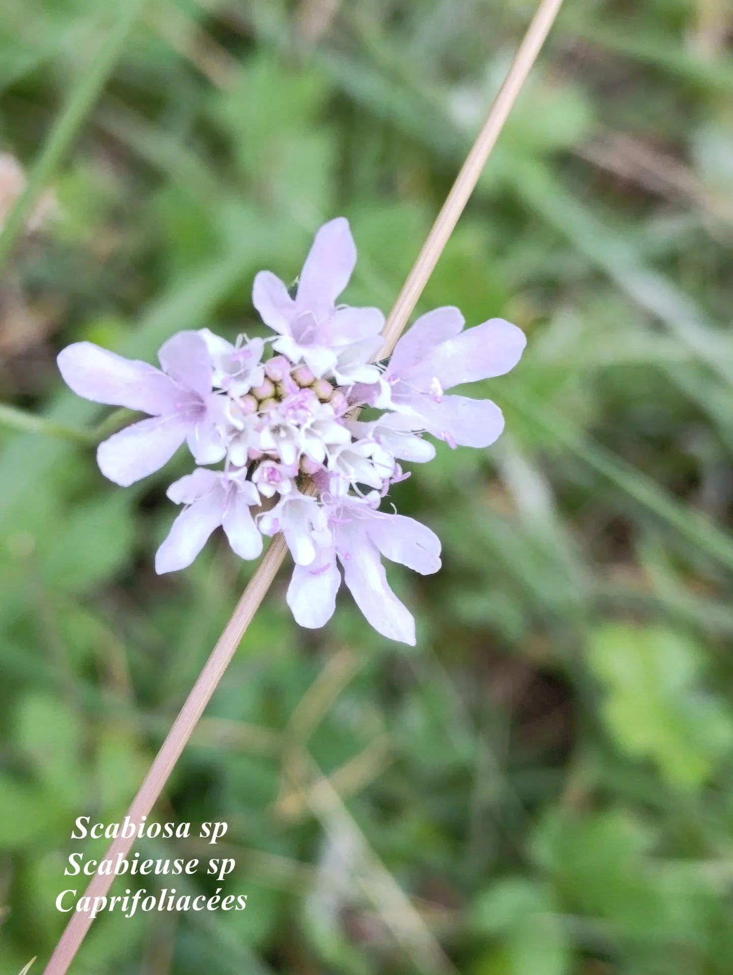Scabiosa sp 01