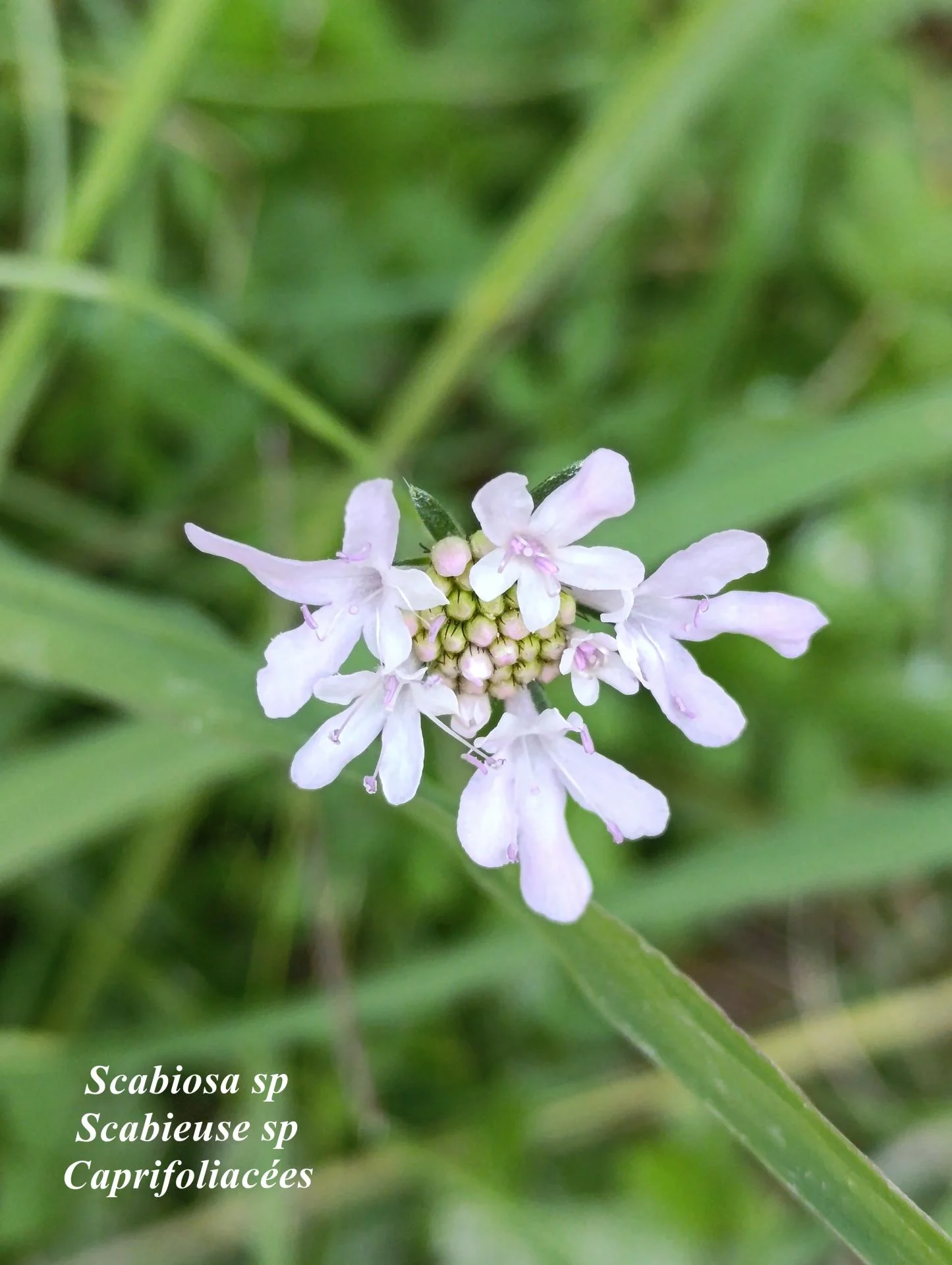 Scabiosa sp 02