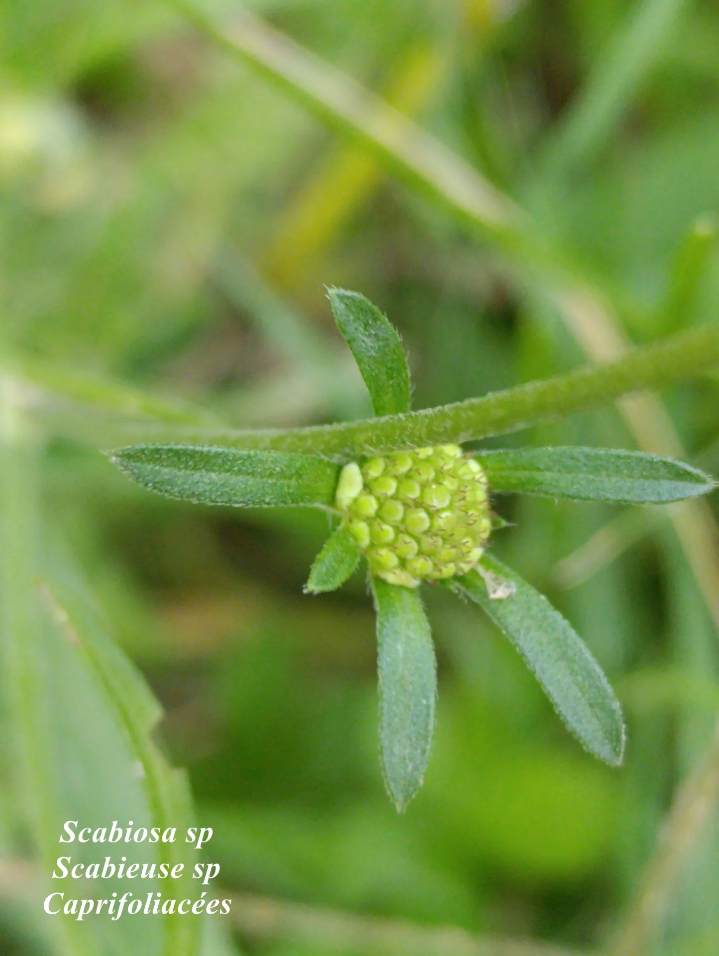 Scabiosa sp 03