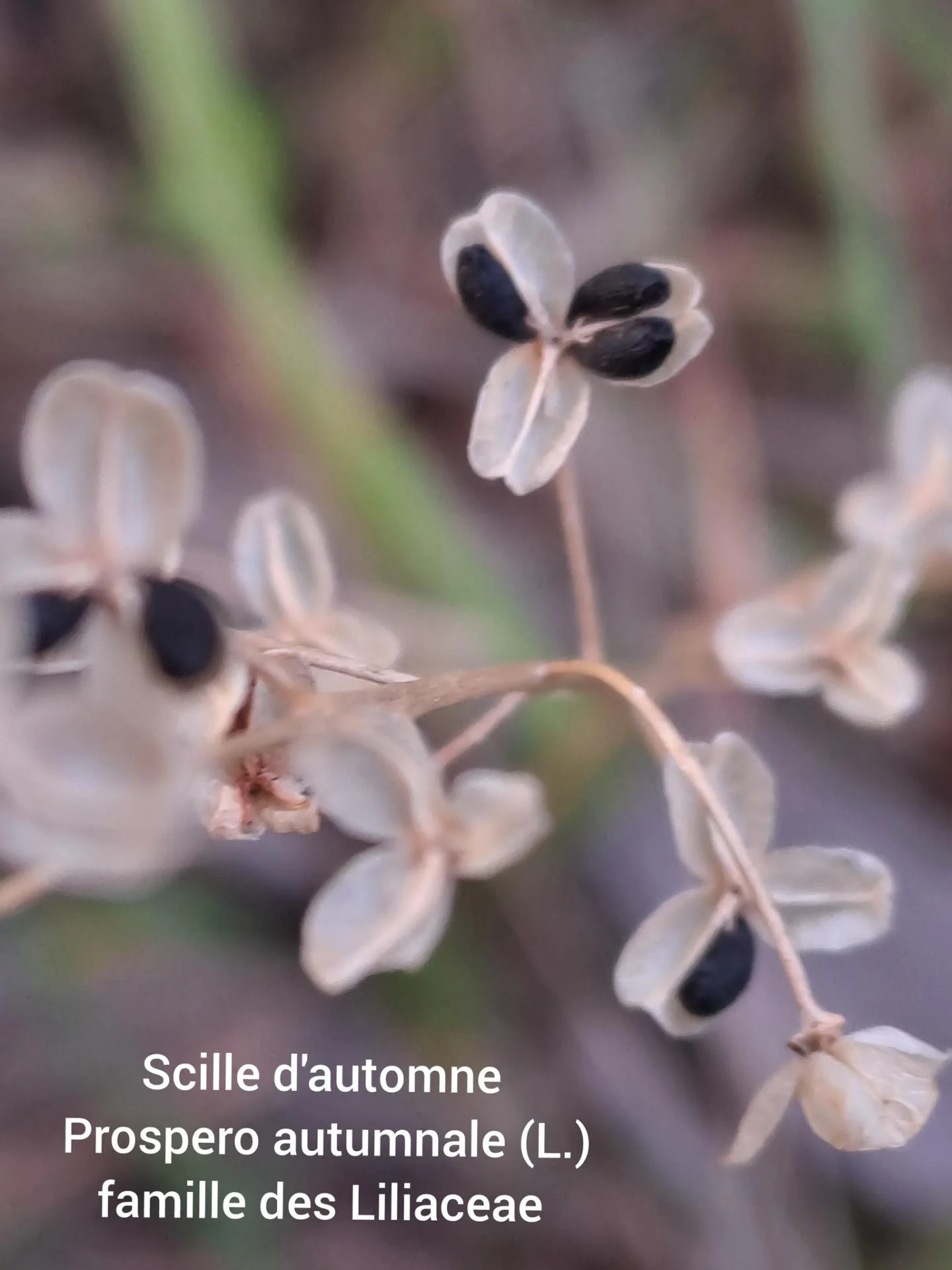 Scille d automne 05 11 25 01