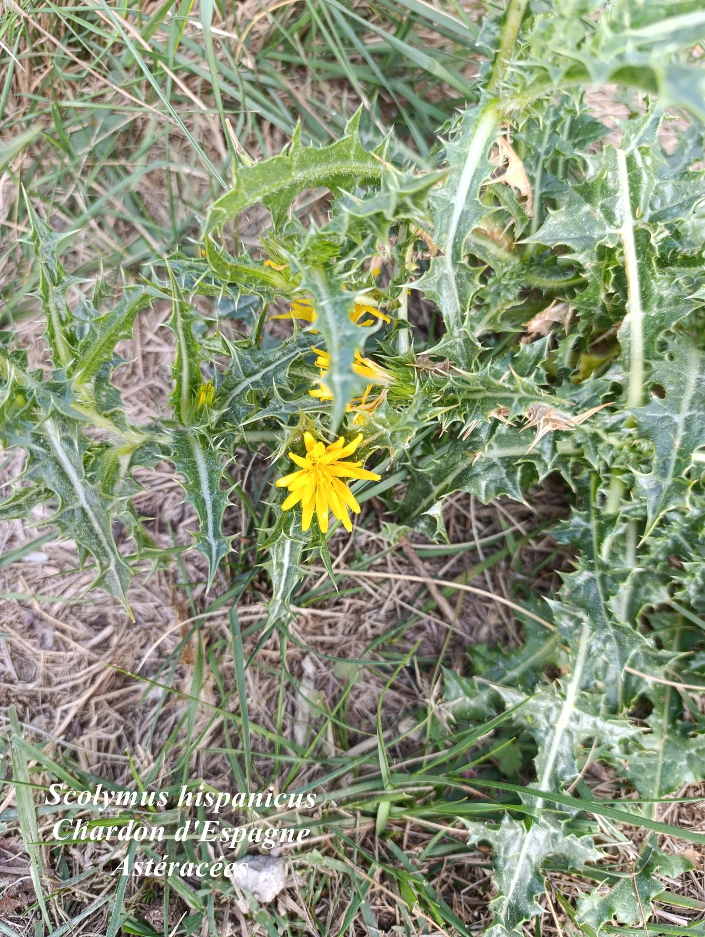 Scolymus hispanicus 01