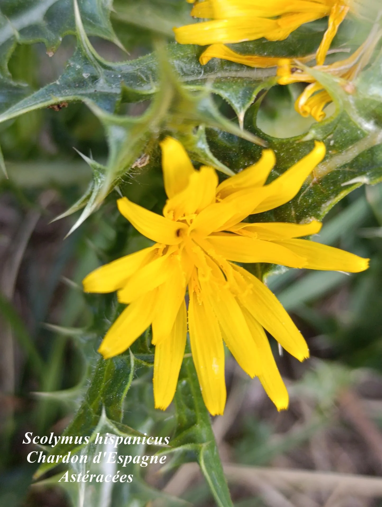 Scolymus hispanicus 02