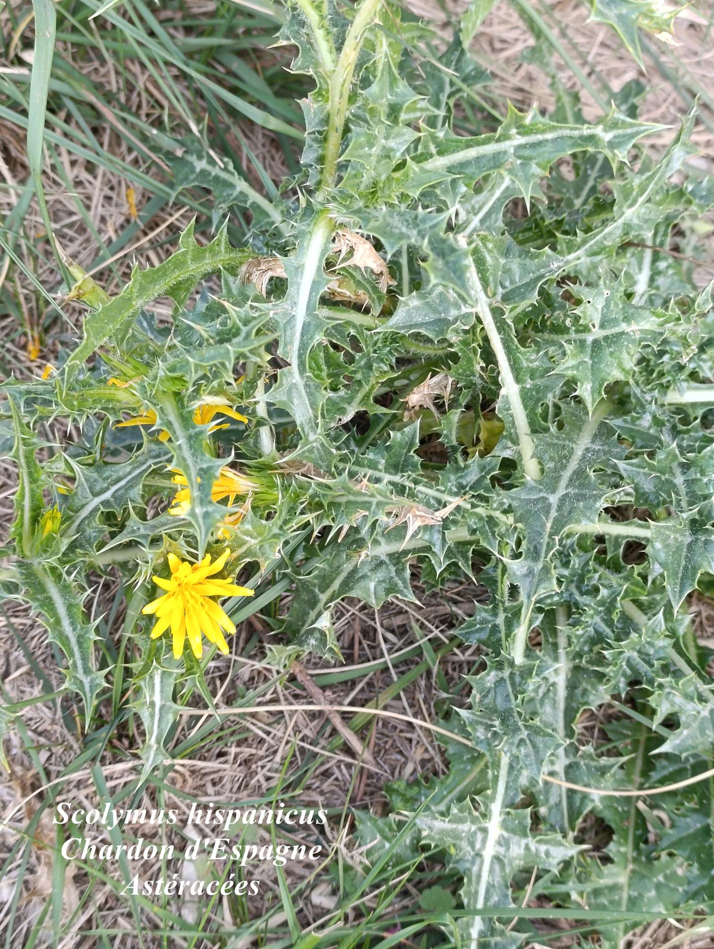 Scolymus hispanicus 03