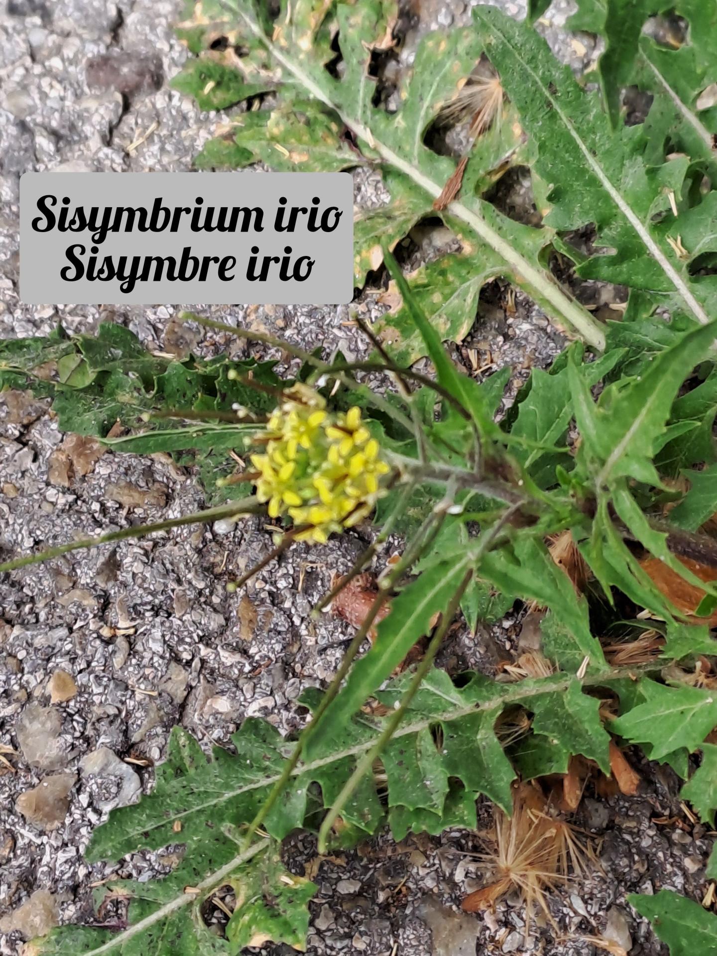 Sisymbnre 03 polish 20250404 183507516