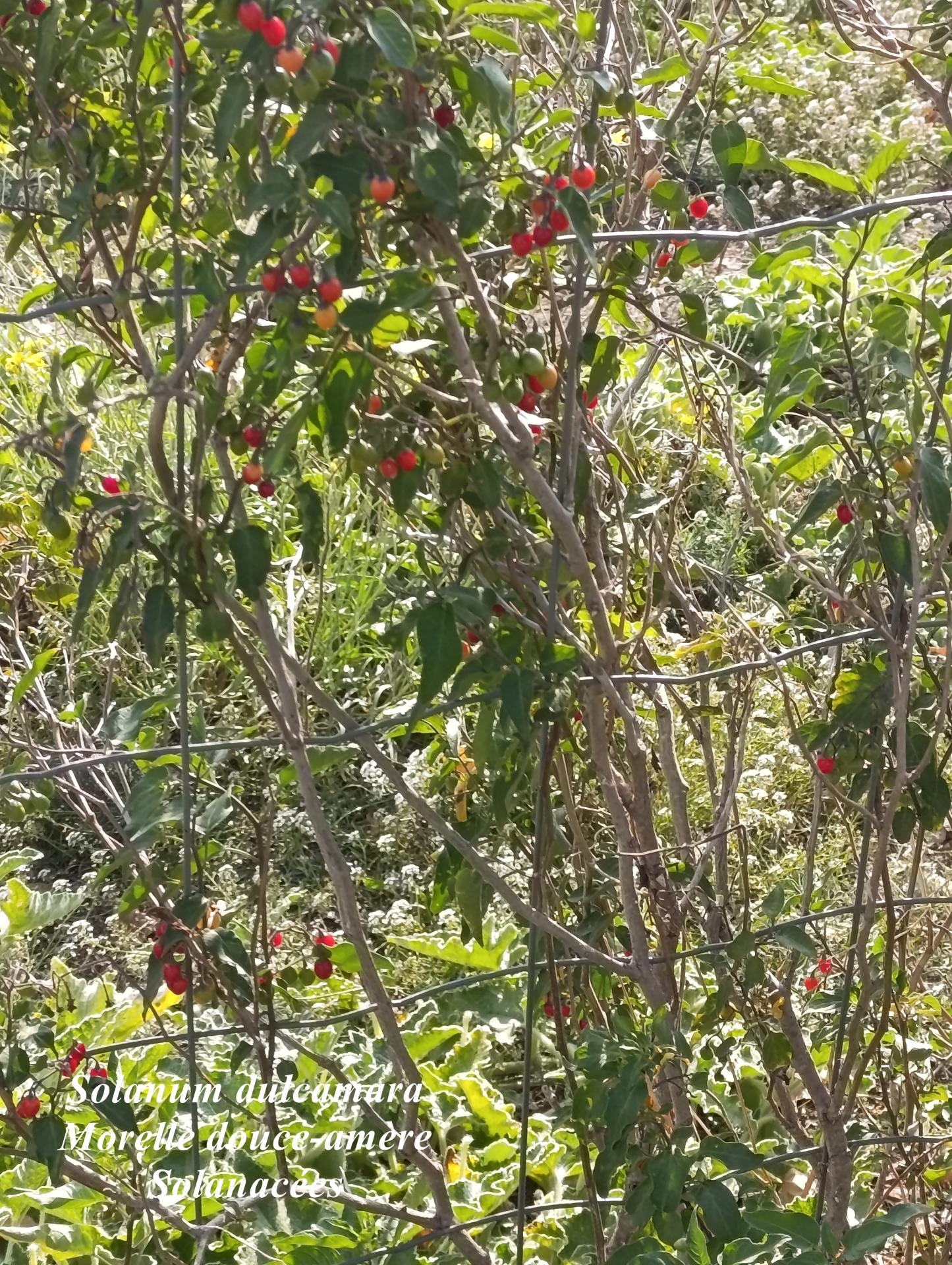 Solanum dulcamara 01