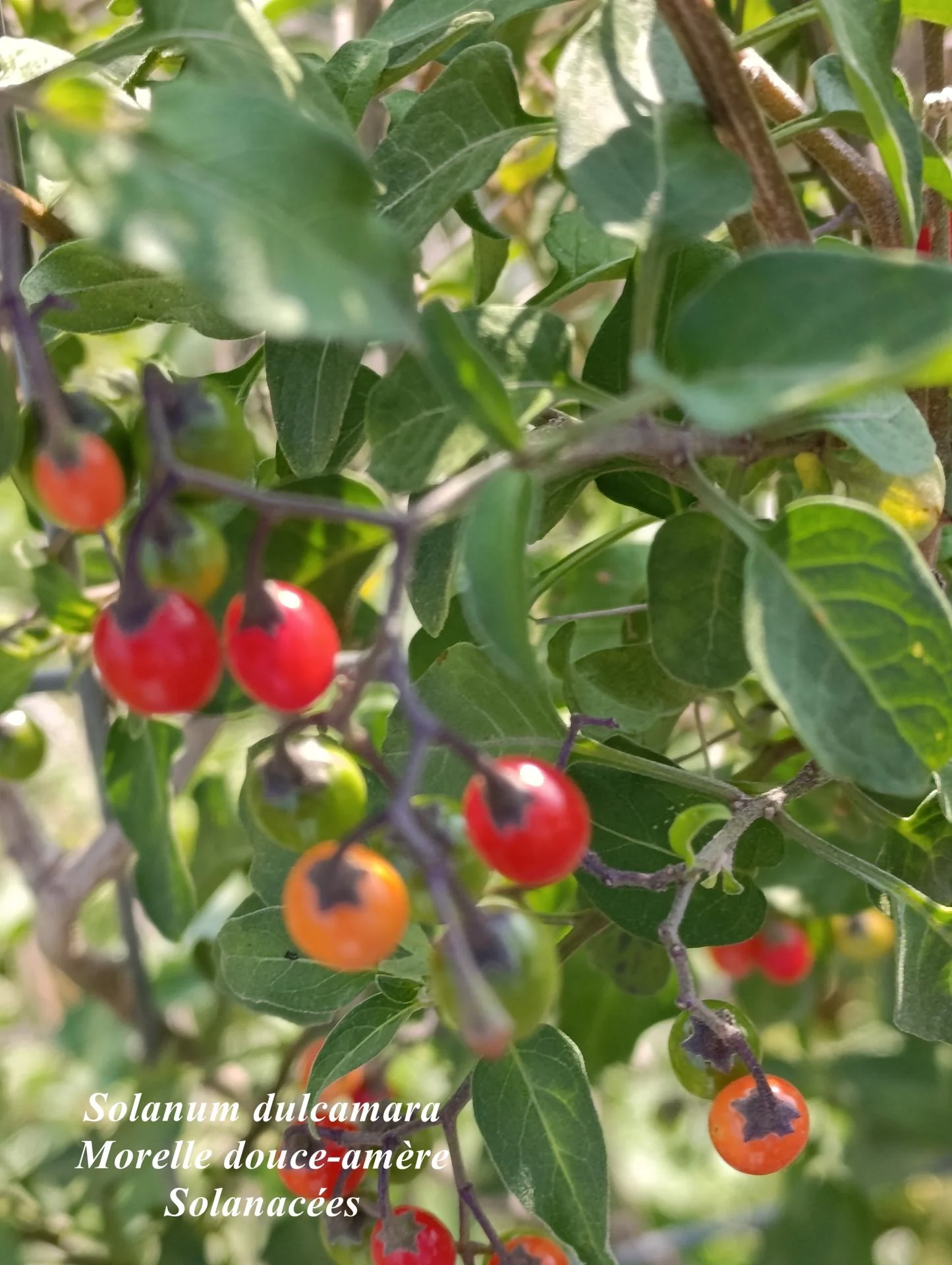 Solanum dulcamara 02