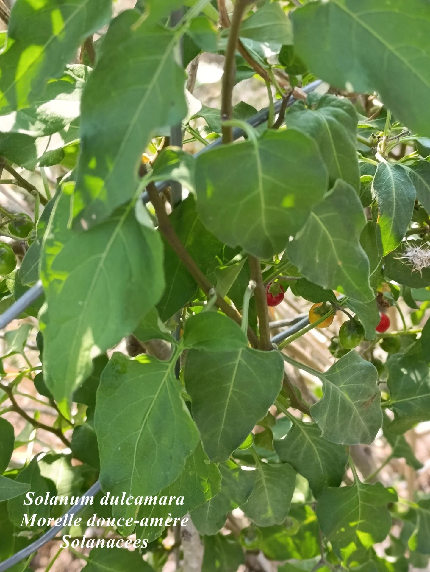 Solanum dulcamara 03