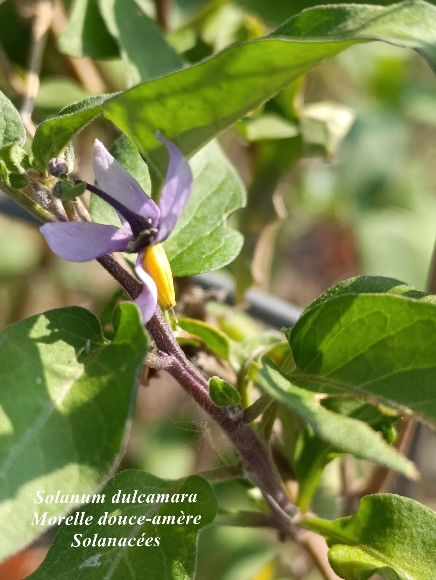 Solanum dulcamara 05