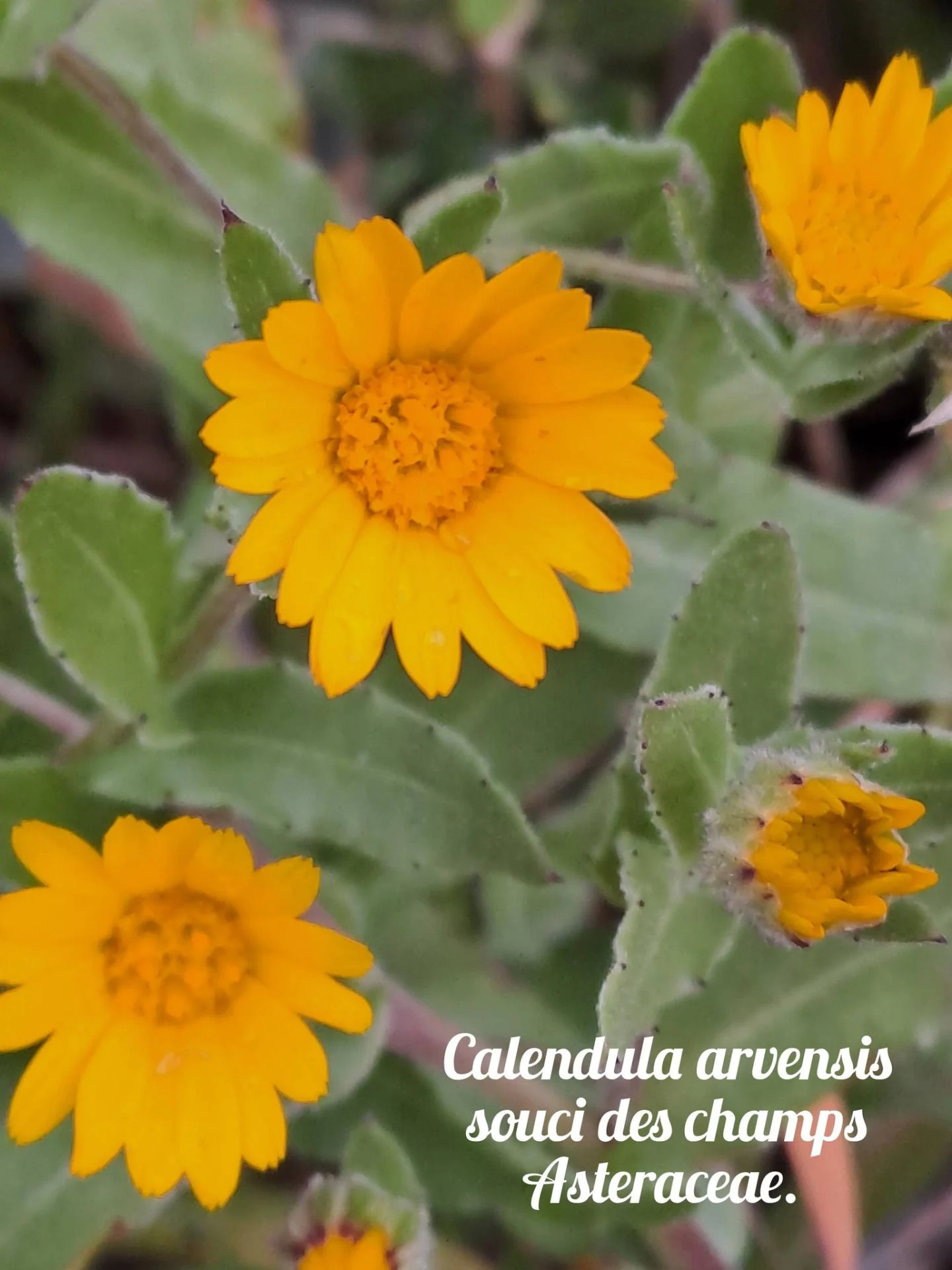 Souci des champs 04 12 25 01