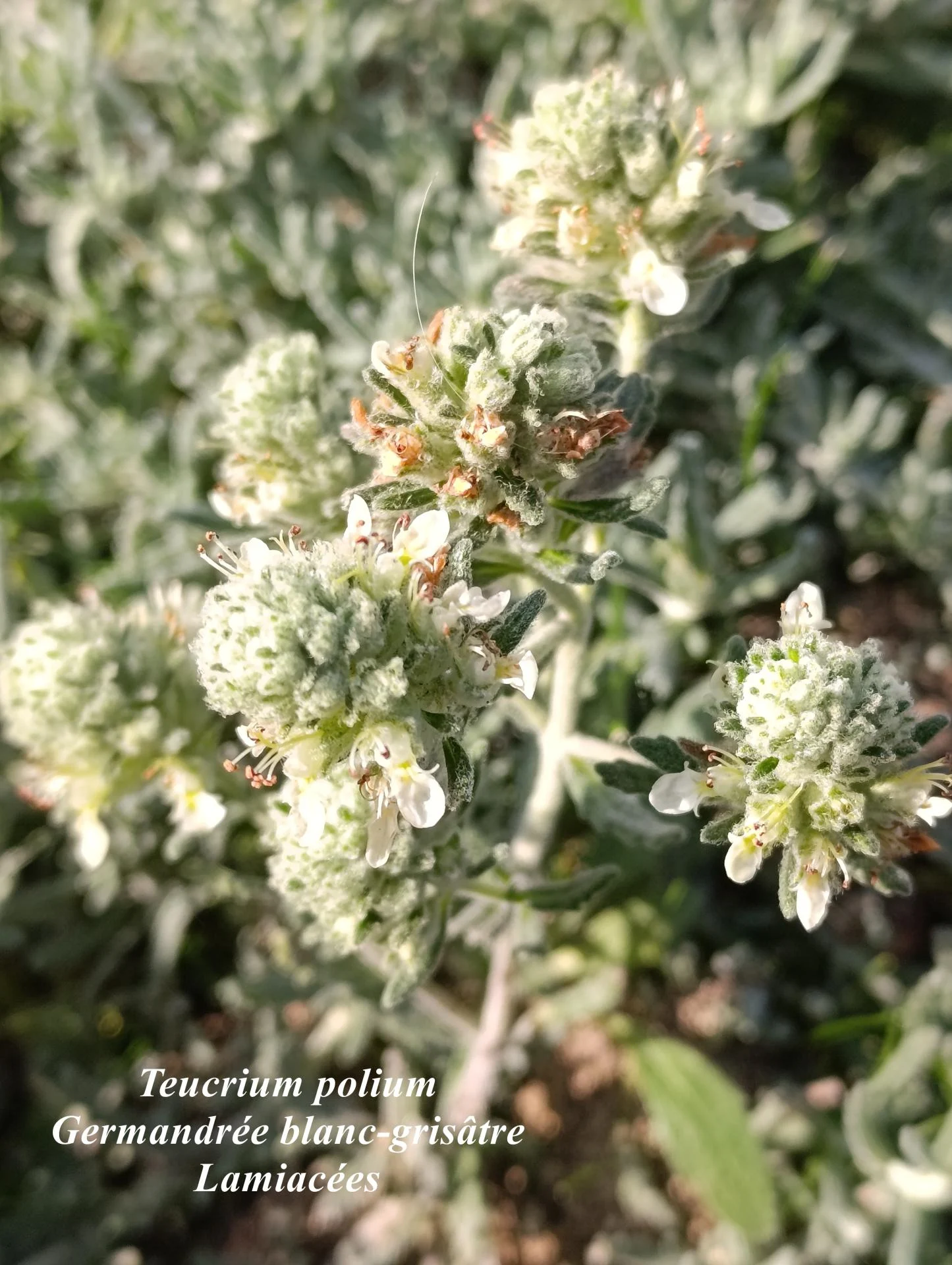 Teucrium polium 01