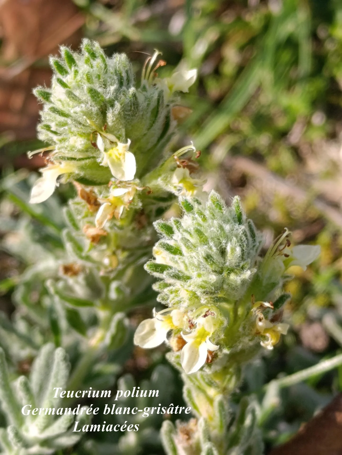Teucrium polium 02
