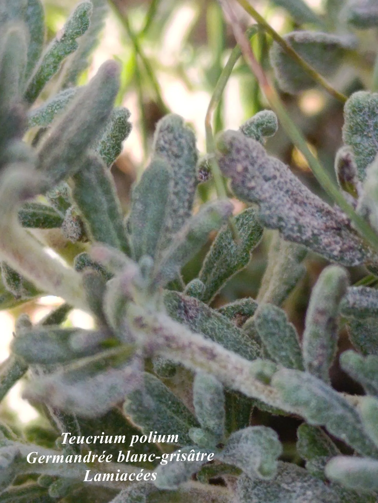 Teucrium polium 03
