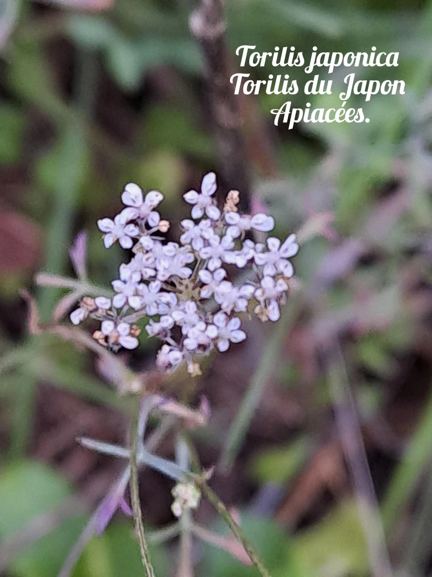 Torilis du japon 20 11 25 01