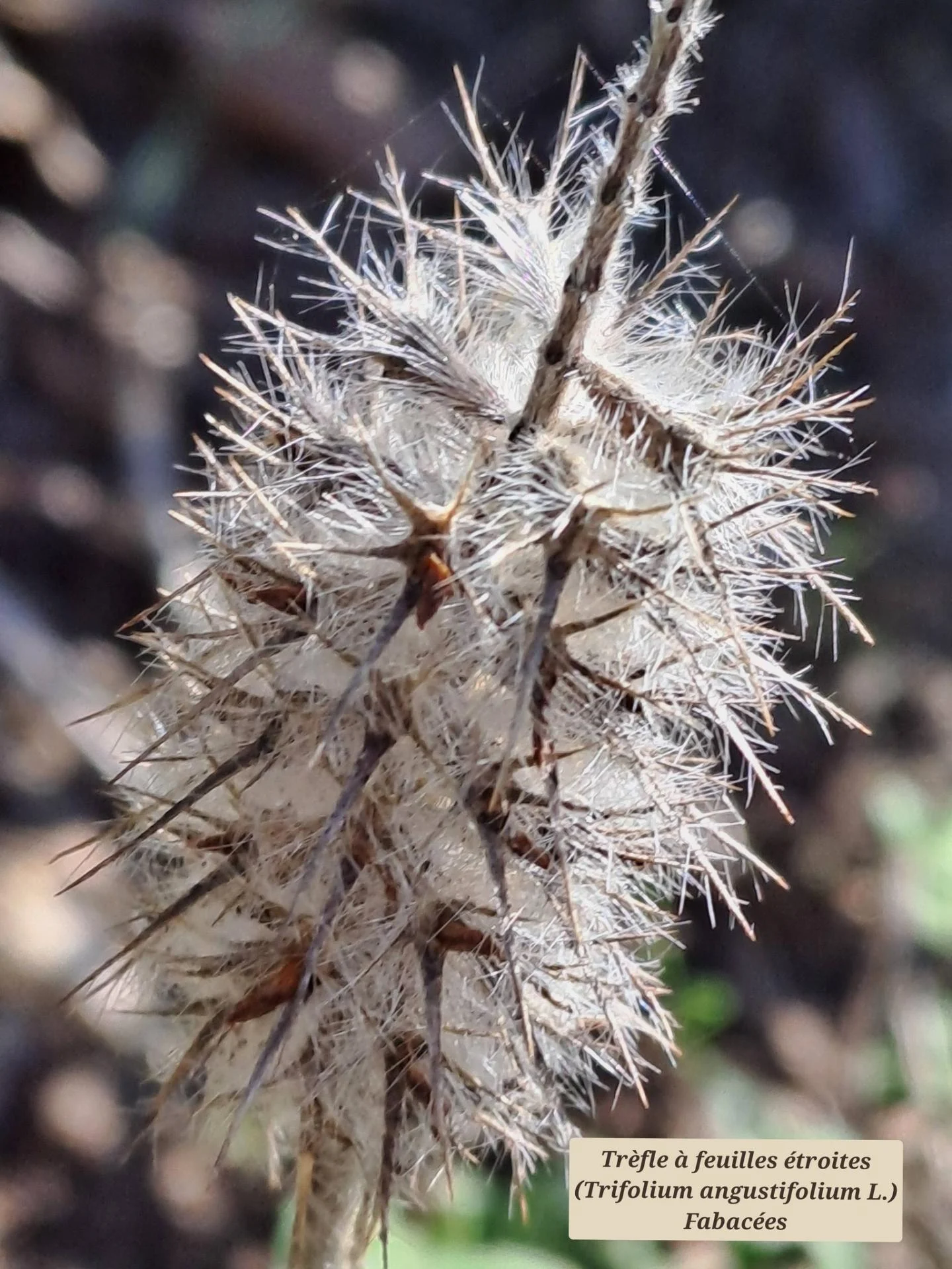 Trefle a feuilles etroites 01 07 01 26