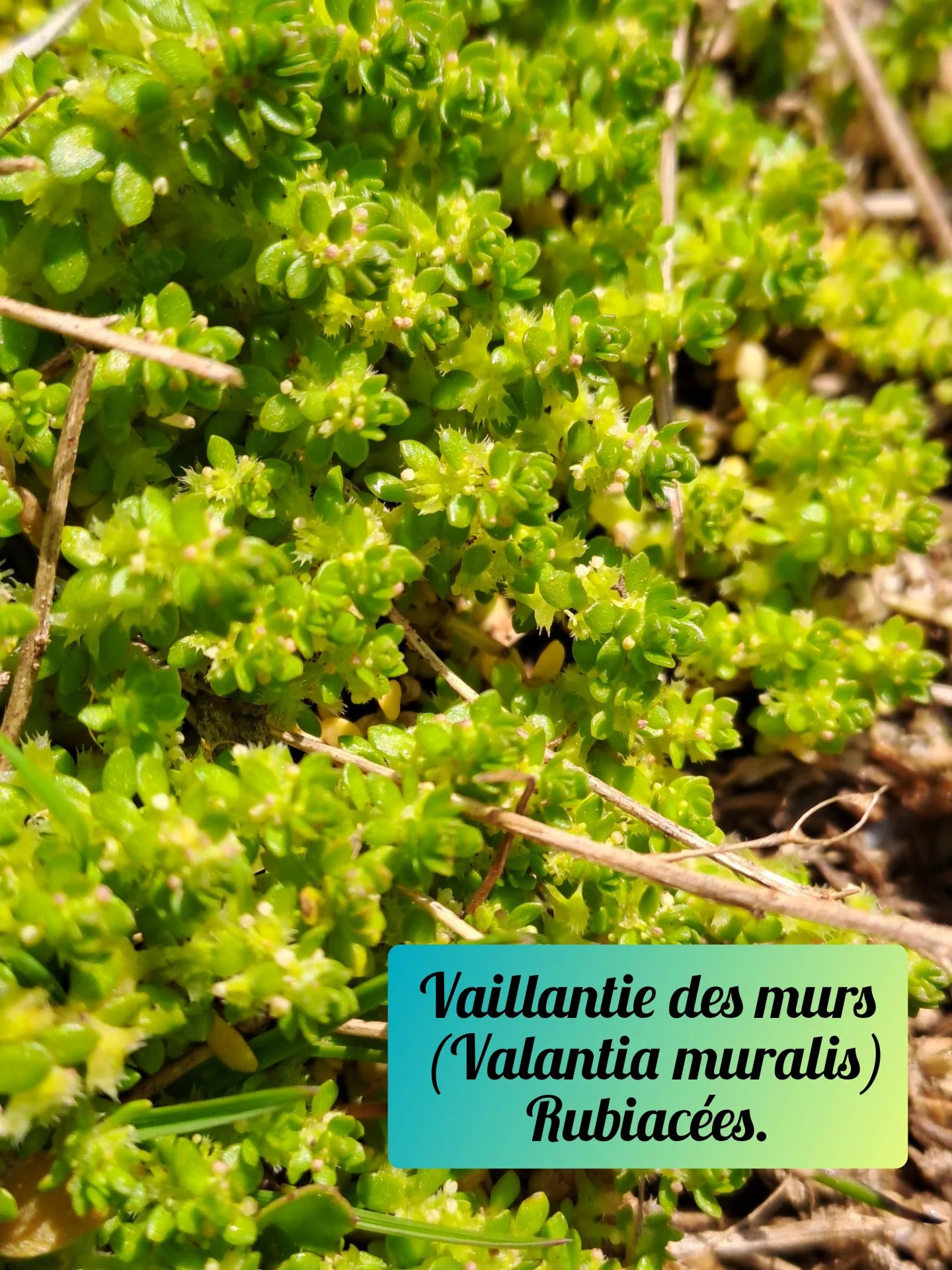 Vaillantie des murs 01 23 03 26