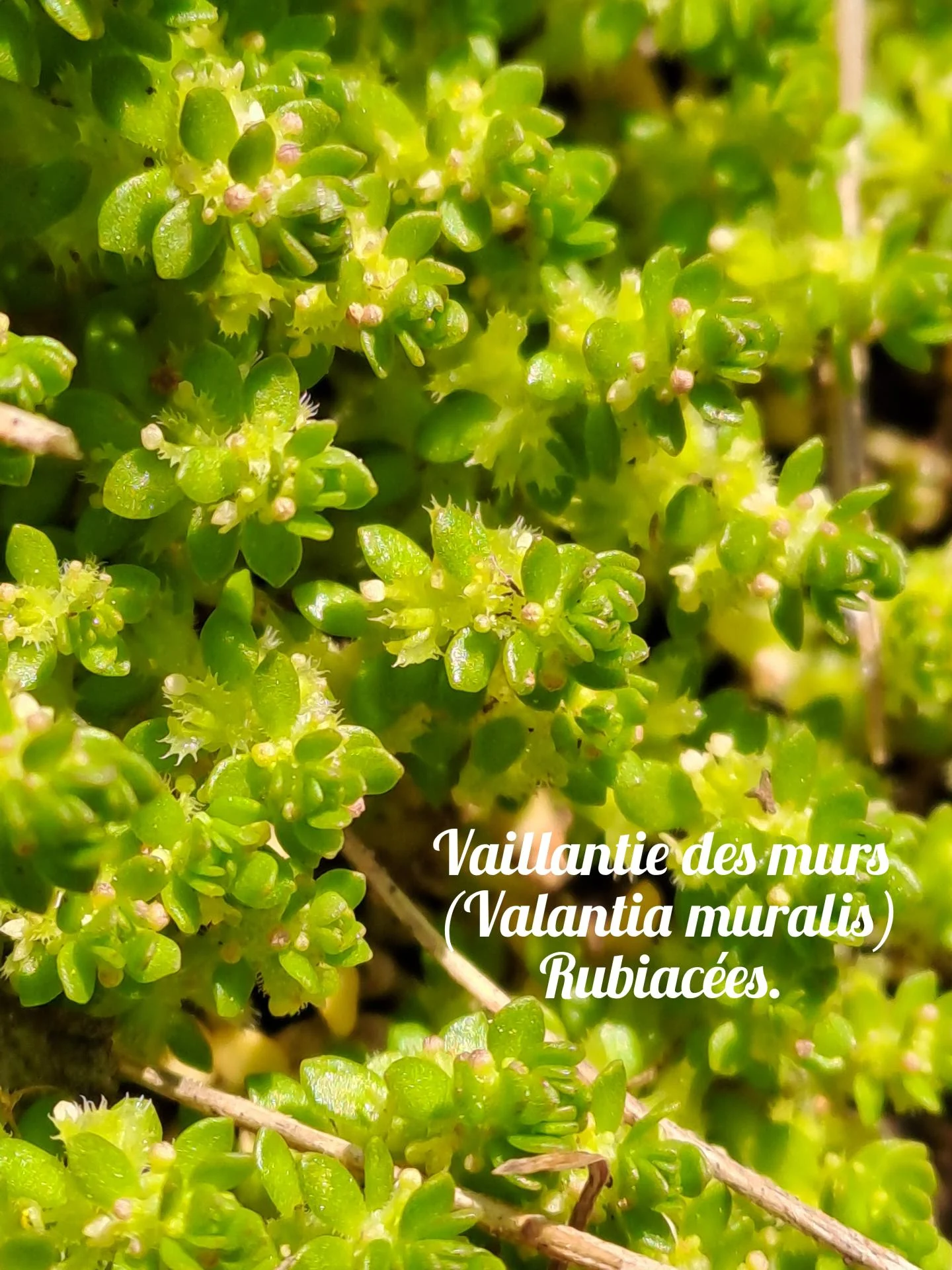 Vaillantie des murs 02 23 03 26