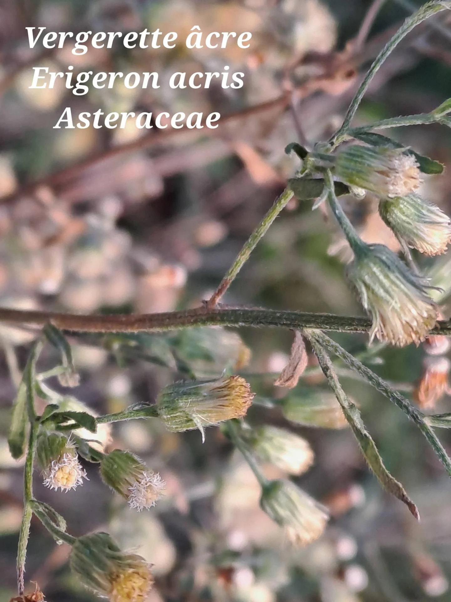 Vergerette acre 01 07 01 26