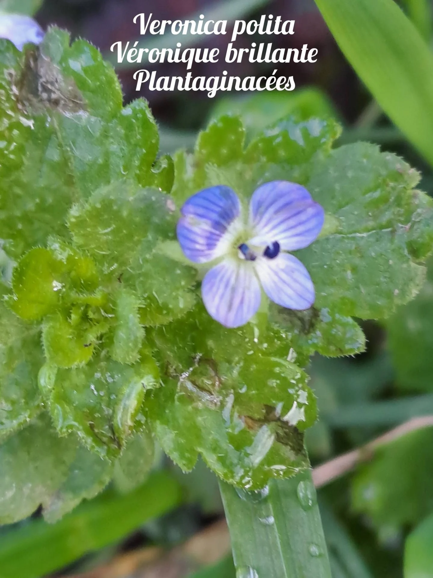 Veronique brillante 01 17 12 25