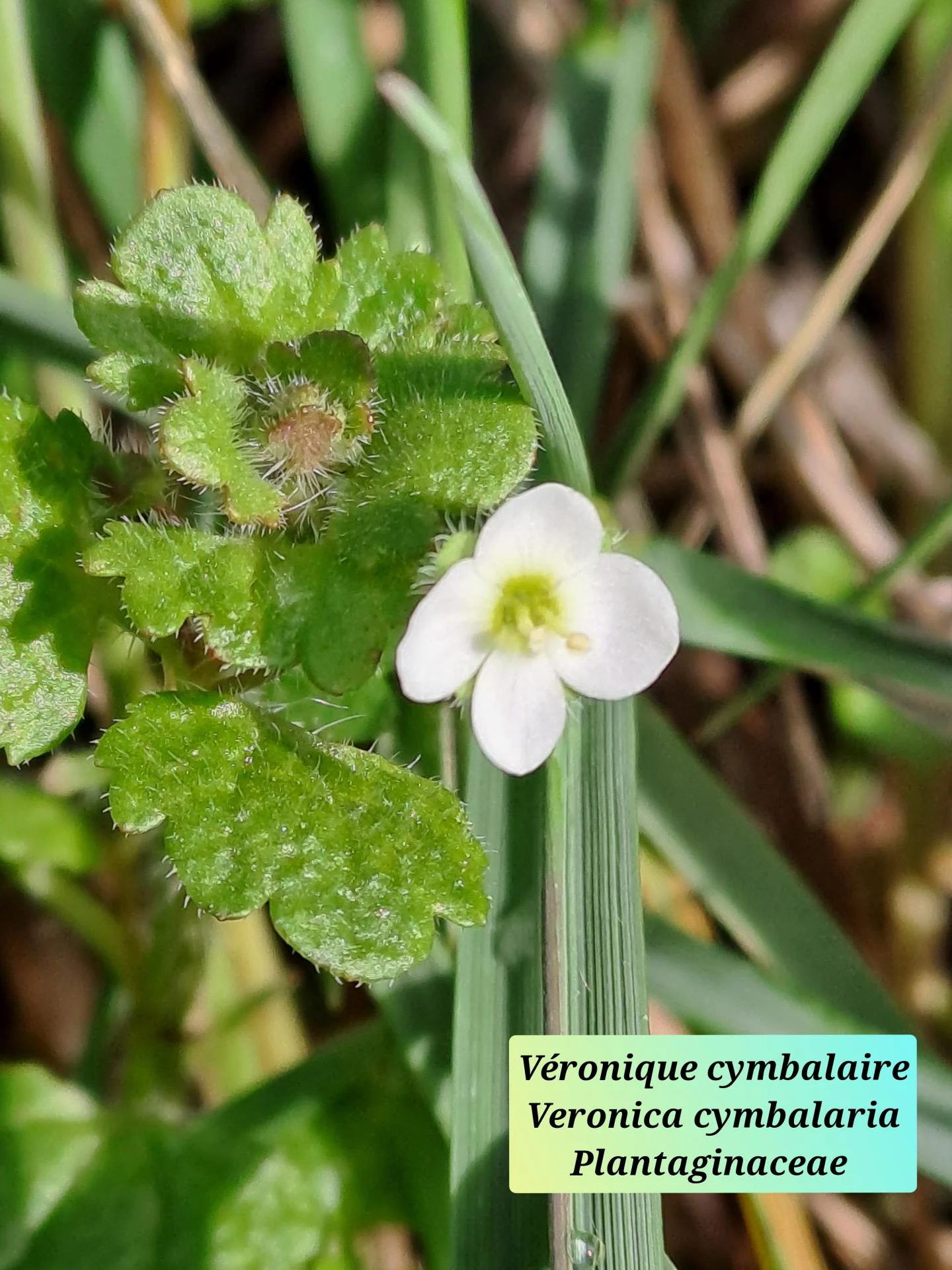 Veronique cymbalaire 01 28 01 26