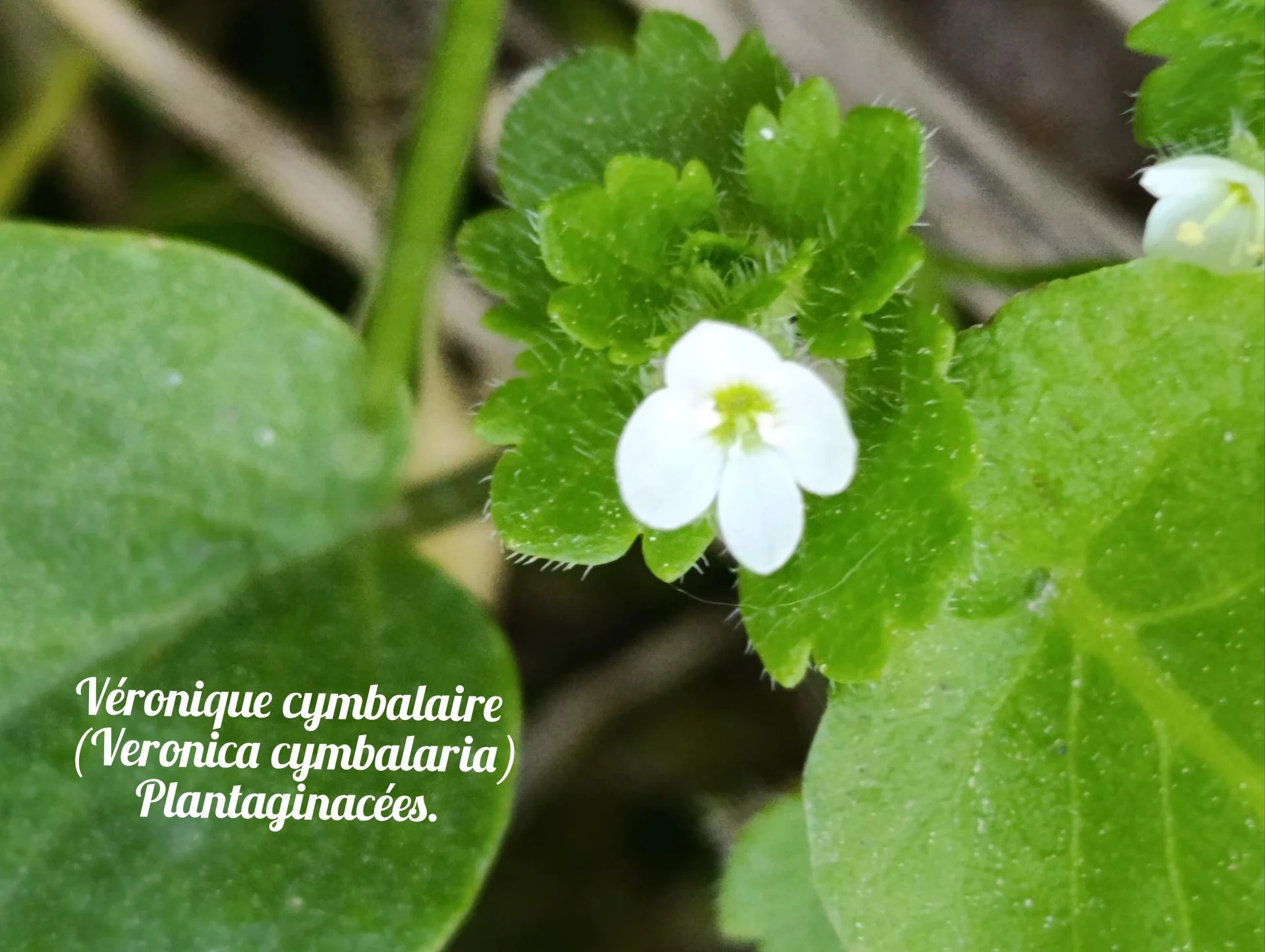 Veronique cymbalaire 02 25 03 26