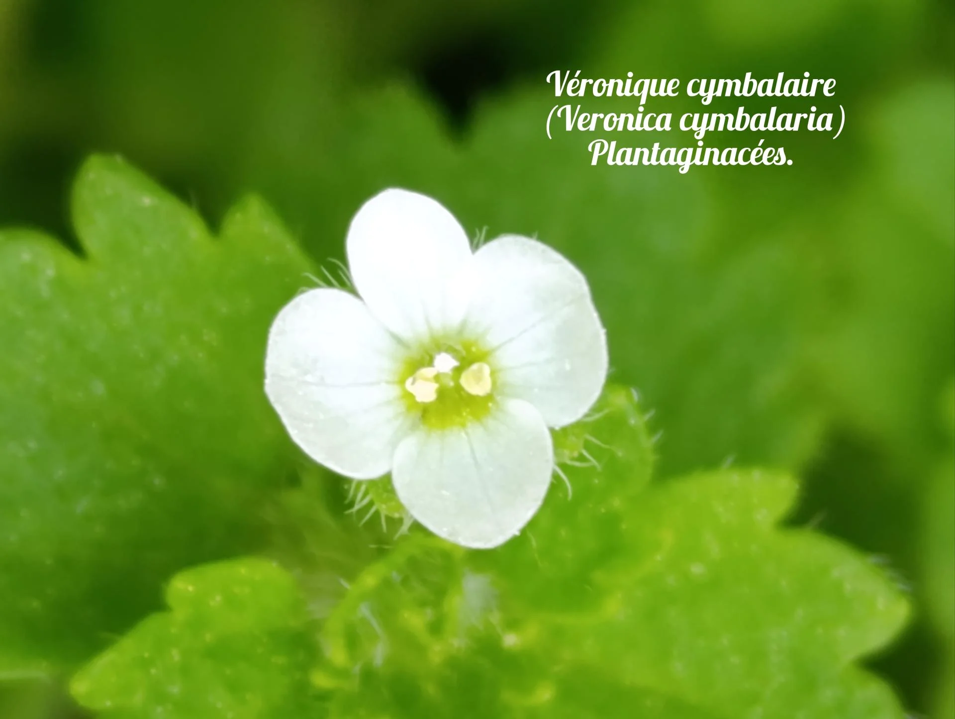 Veronique cymbalaire 03 25 03 26