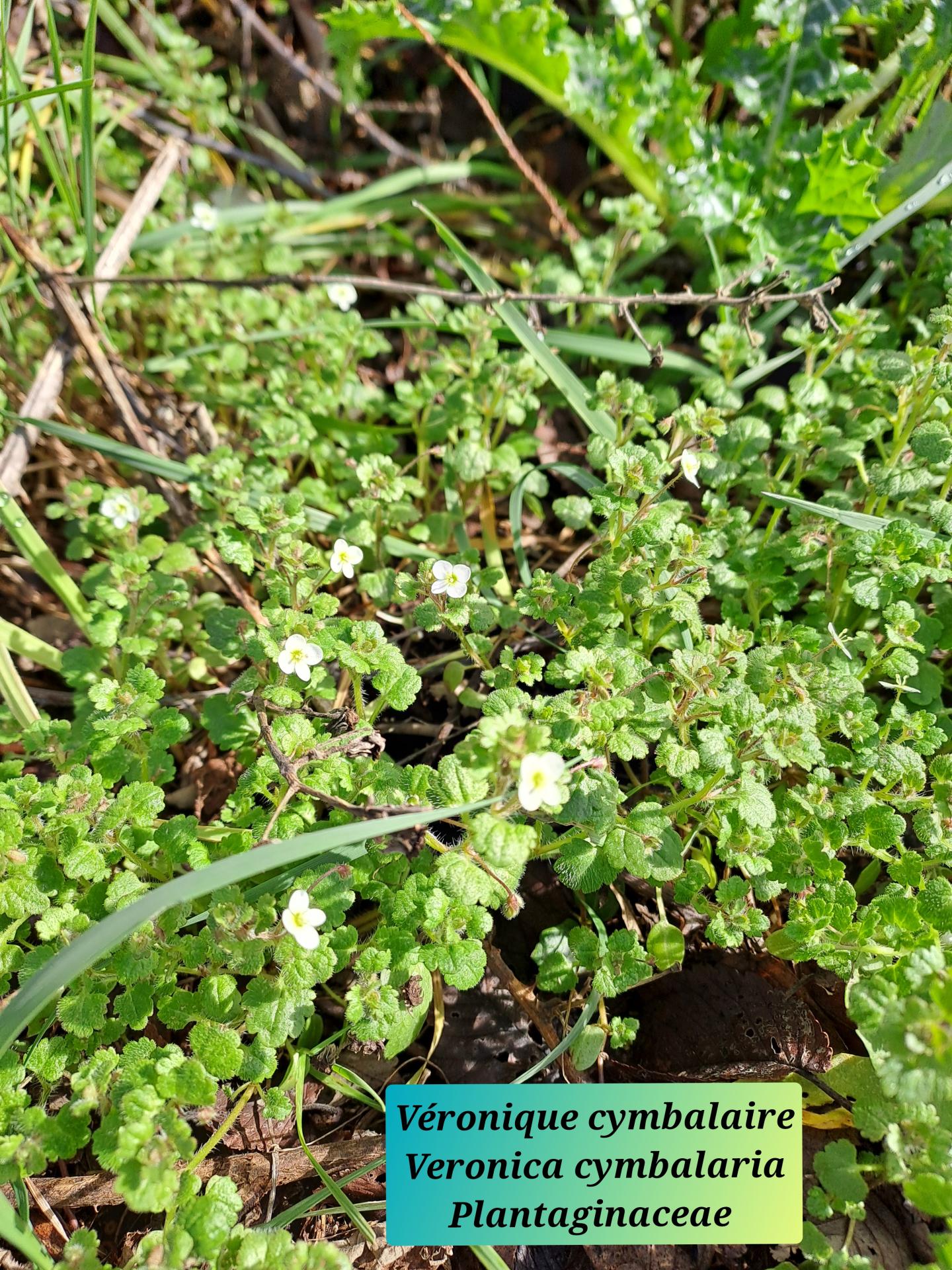 Veronique cymbalaire 03 28 01 26