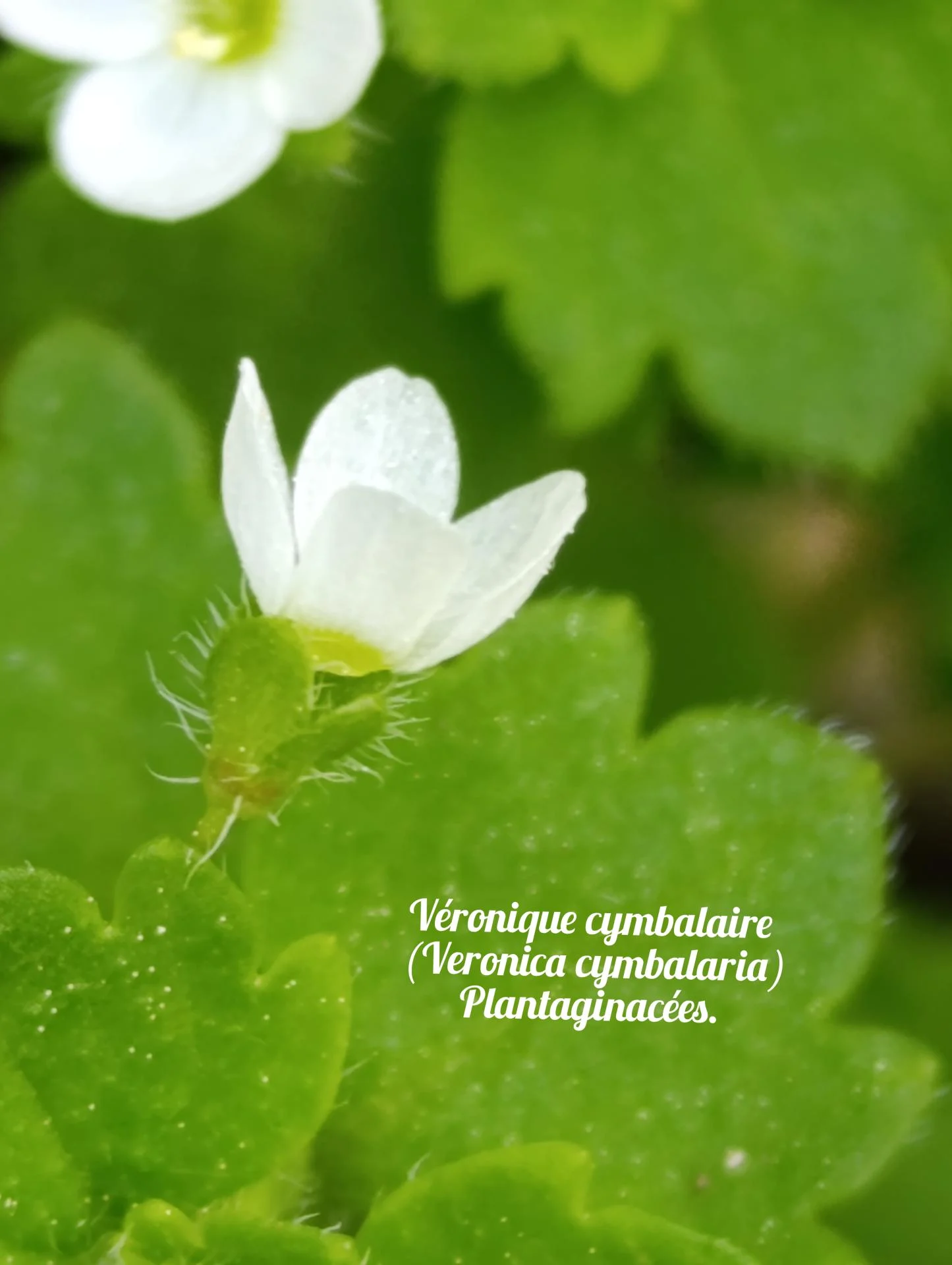 Veronique cymbalaire 04 25 03 26