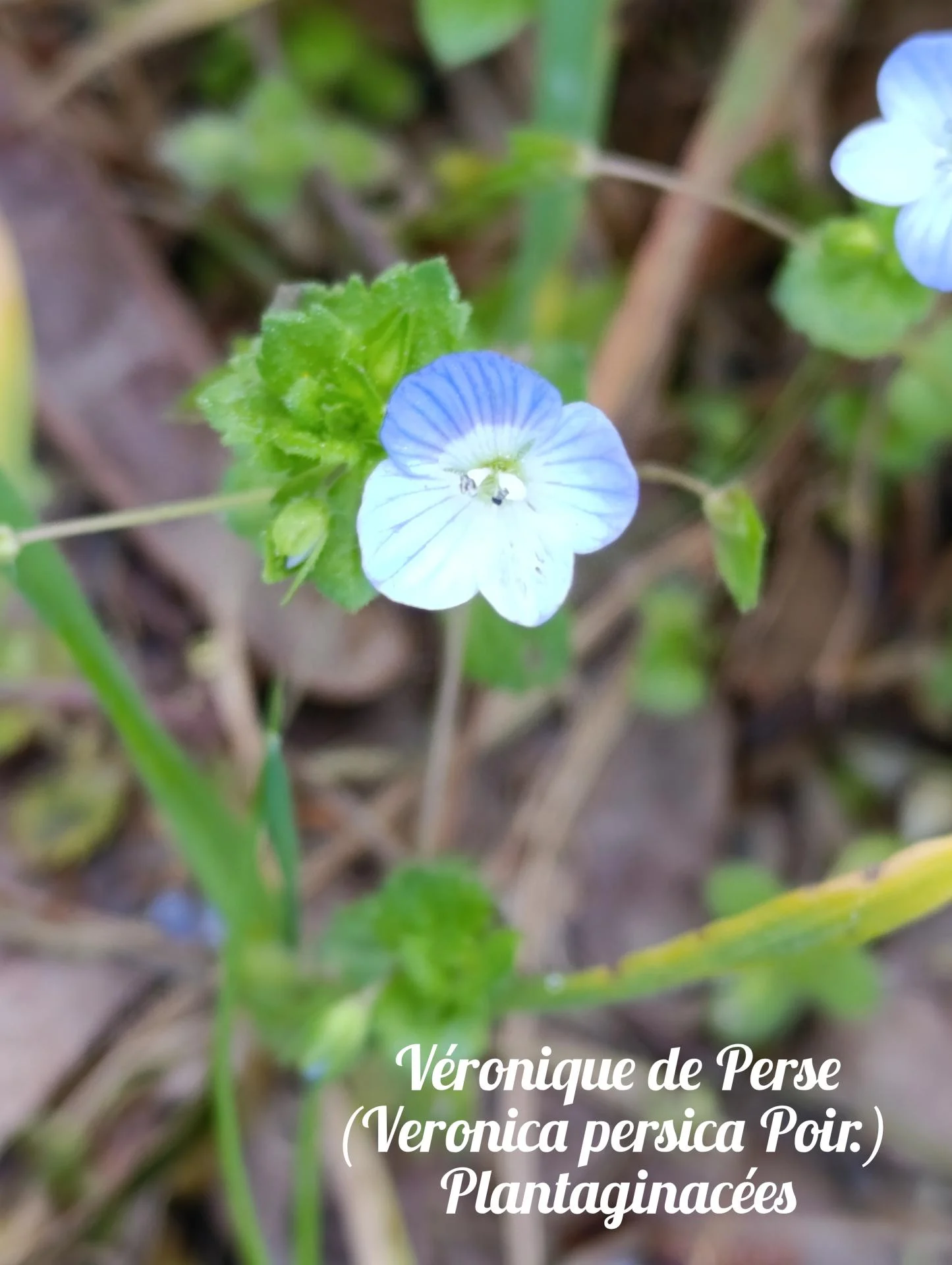 Veronique des champs 01 25 03 26