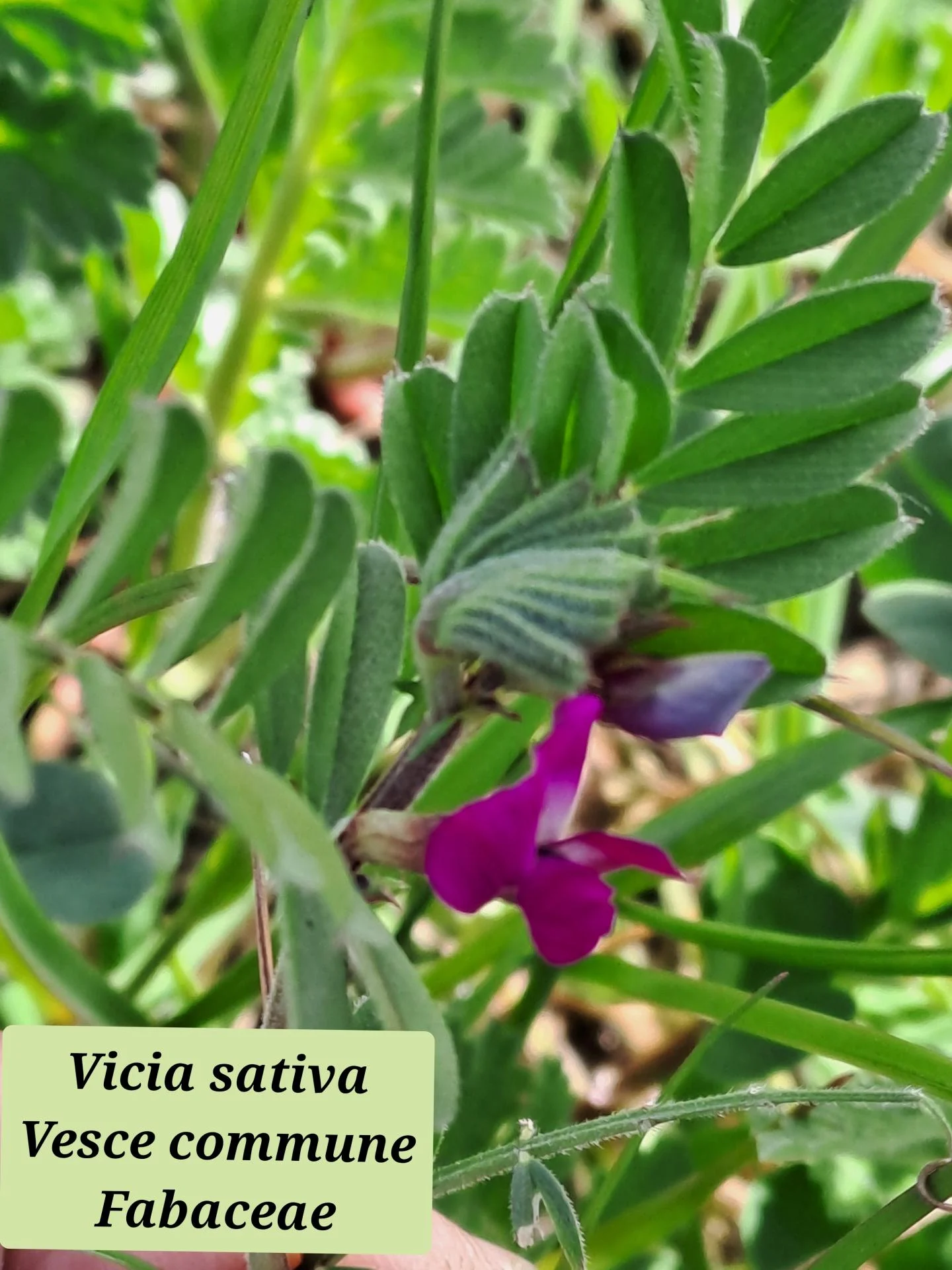 Vesce commune 02 04 03 26