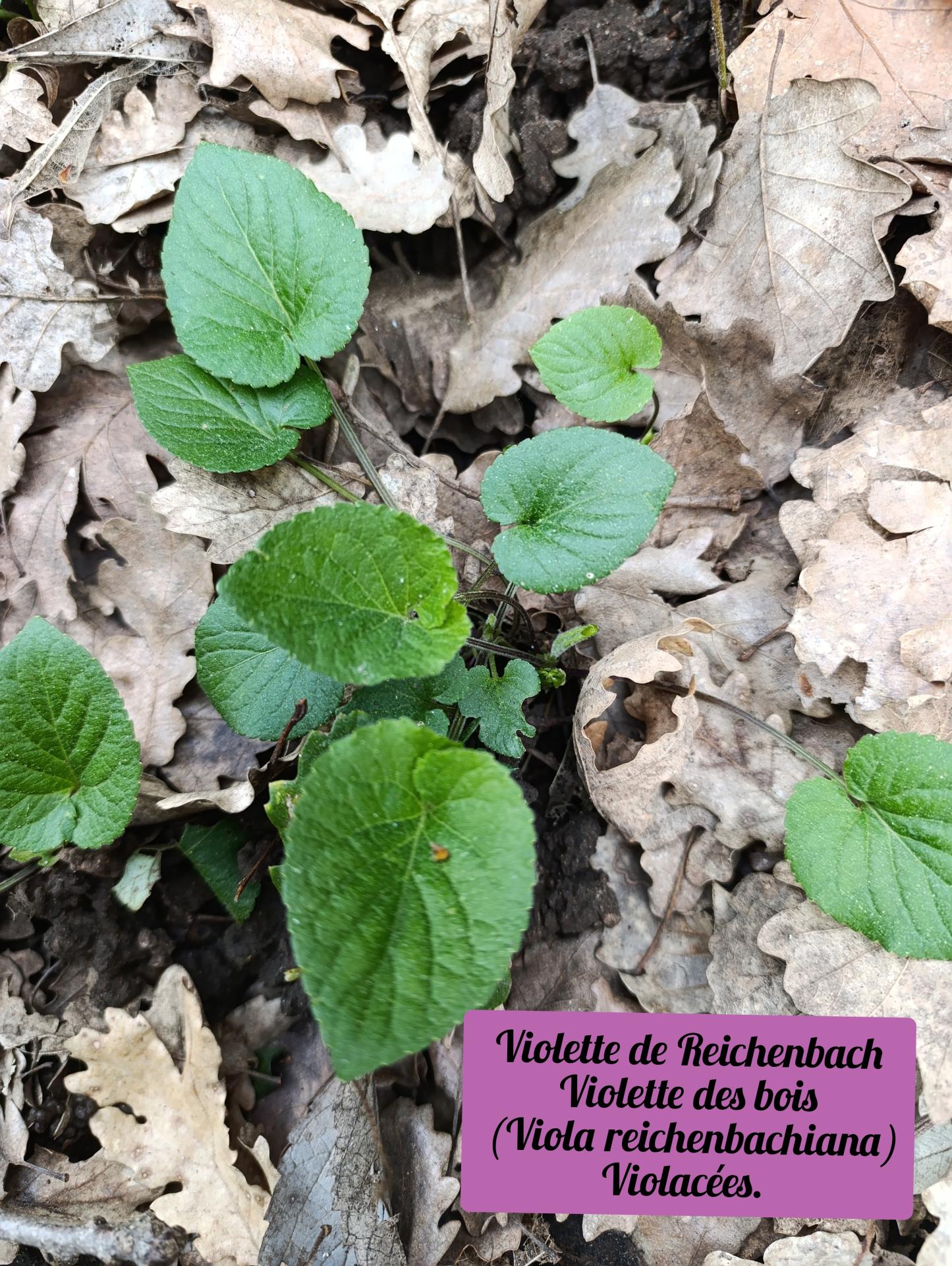 Violette des bois 01 25 03 26