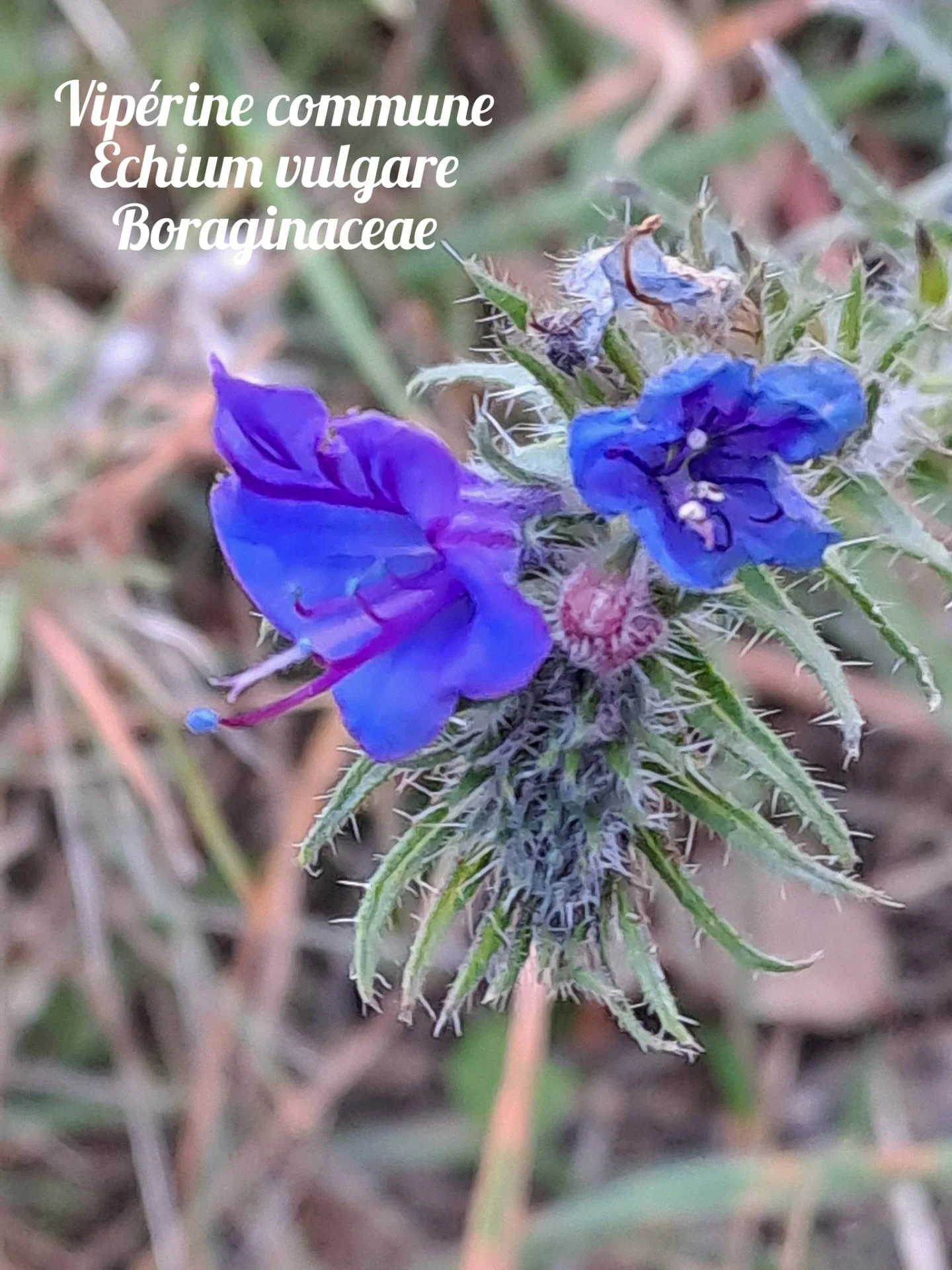 Viperine commune 01 10 12 25