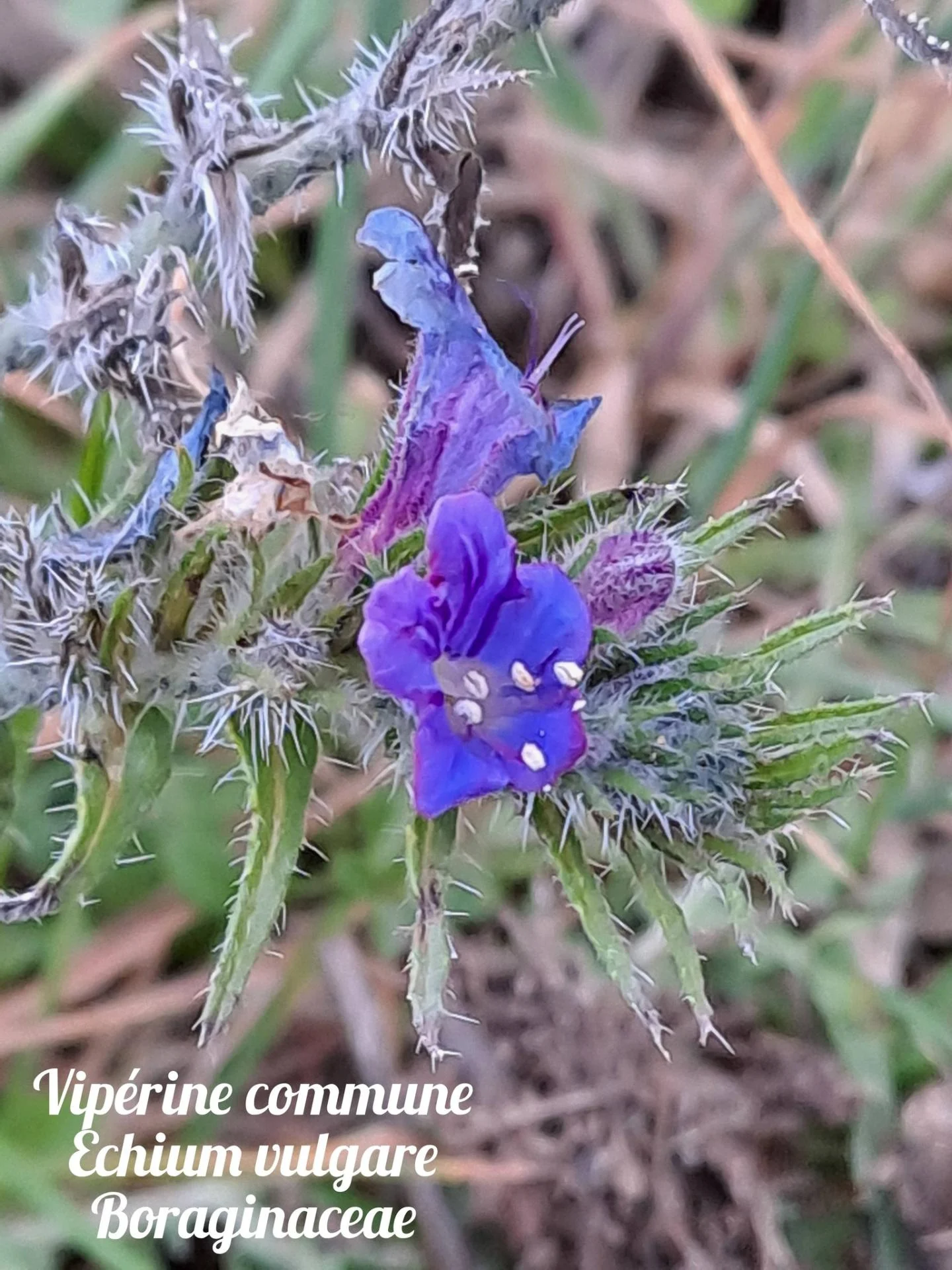 Viperine commune 02 10 12 25