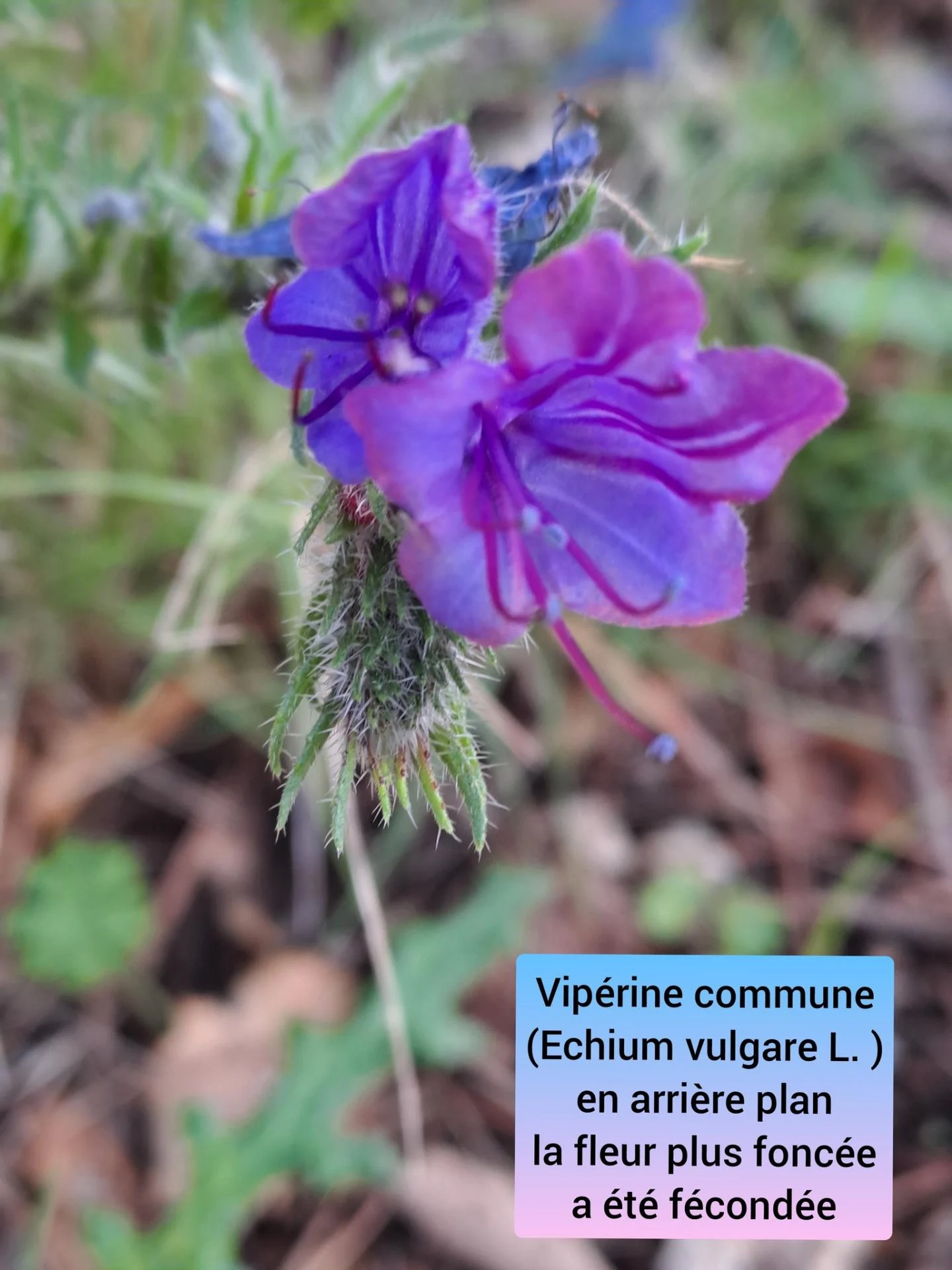 Viperine commune 05 11 25 01