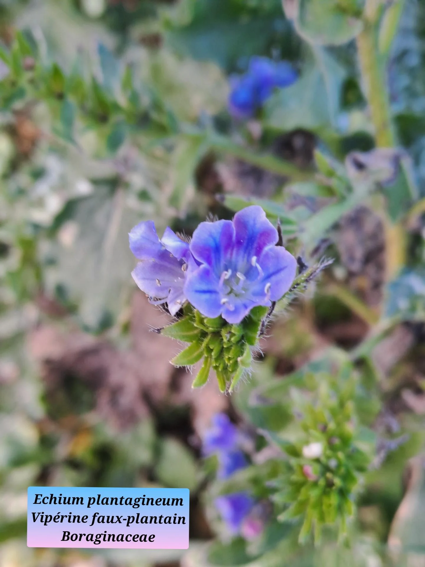 Viperine faux plantain 02 28 01 26