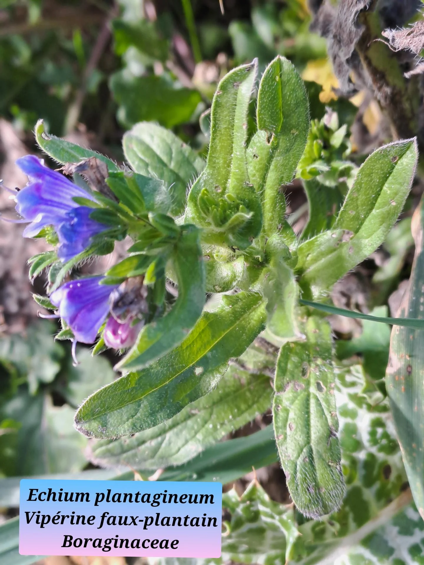 Viperine faux plantain 03 28 01 26