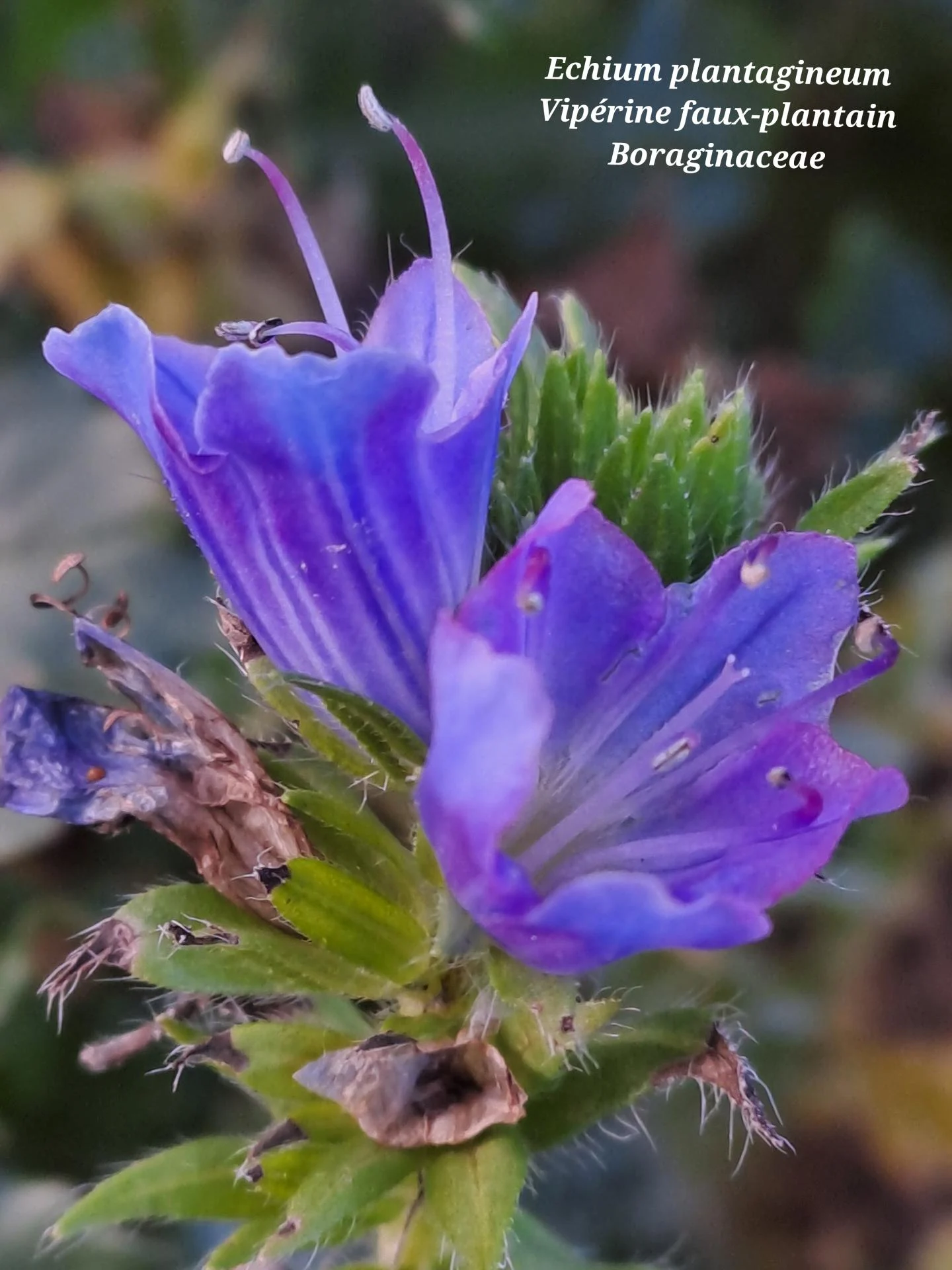 Viperine faux plantain 04 28 01 26