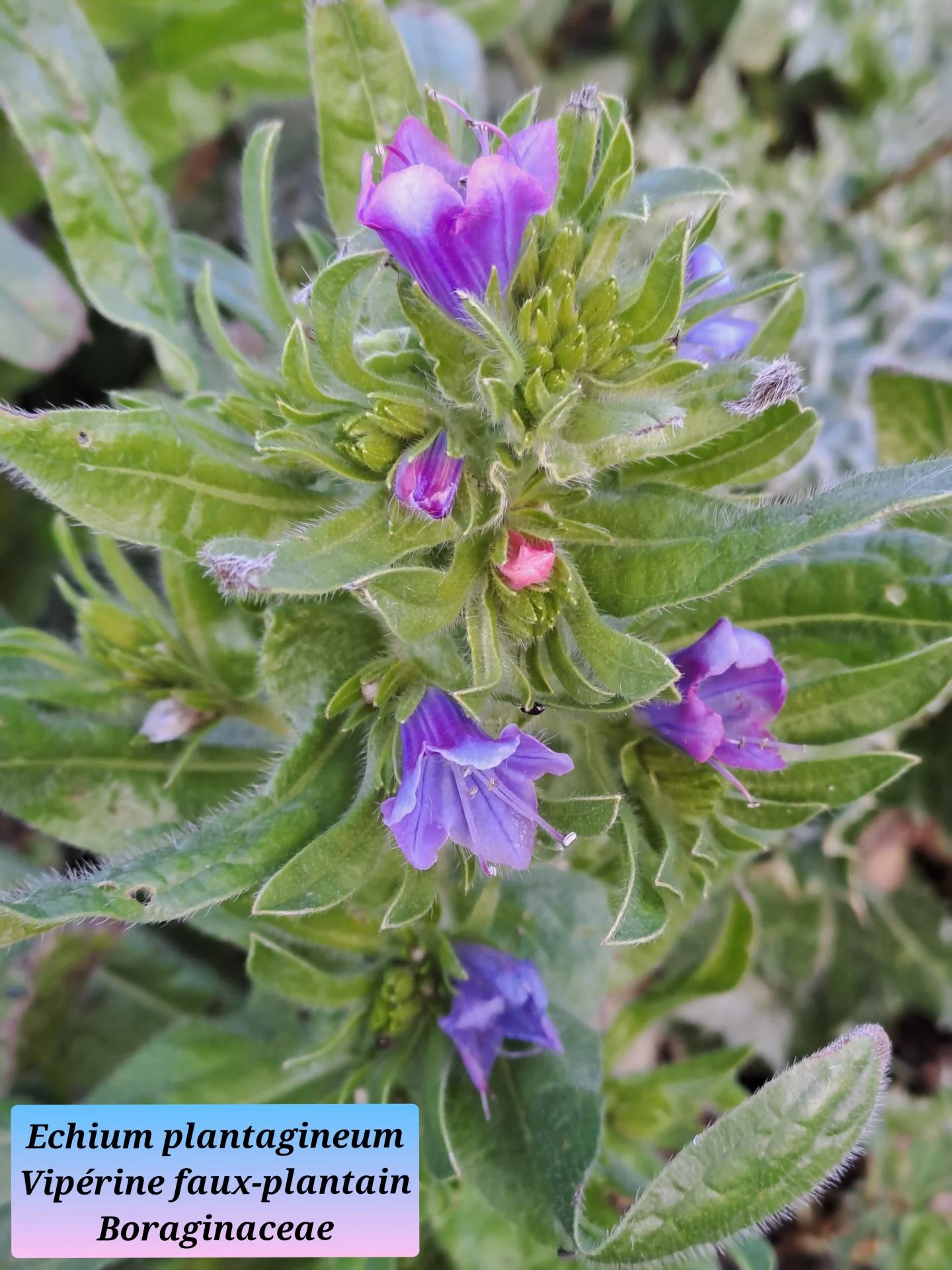 Viperine faux plantain 05 28 01 26