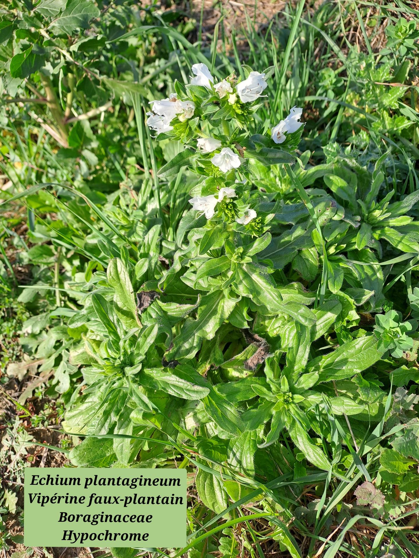 Viperine faux plantain 06 28 01 26